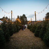 The path between the Christmas trees at the illuminated Santa Tree Express event in Honesdale, PA.
