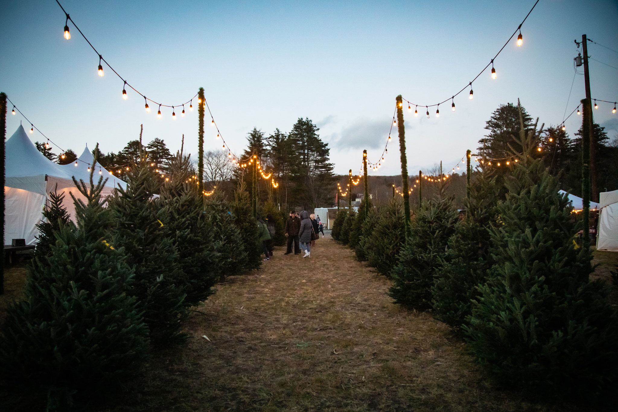 The path between the Christmas trees at the illuminated Santa Tree Express event in Honesdale, PA.