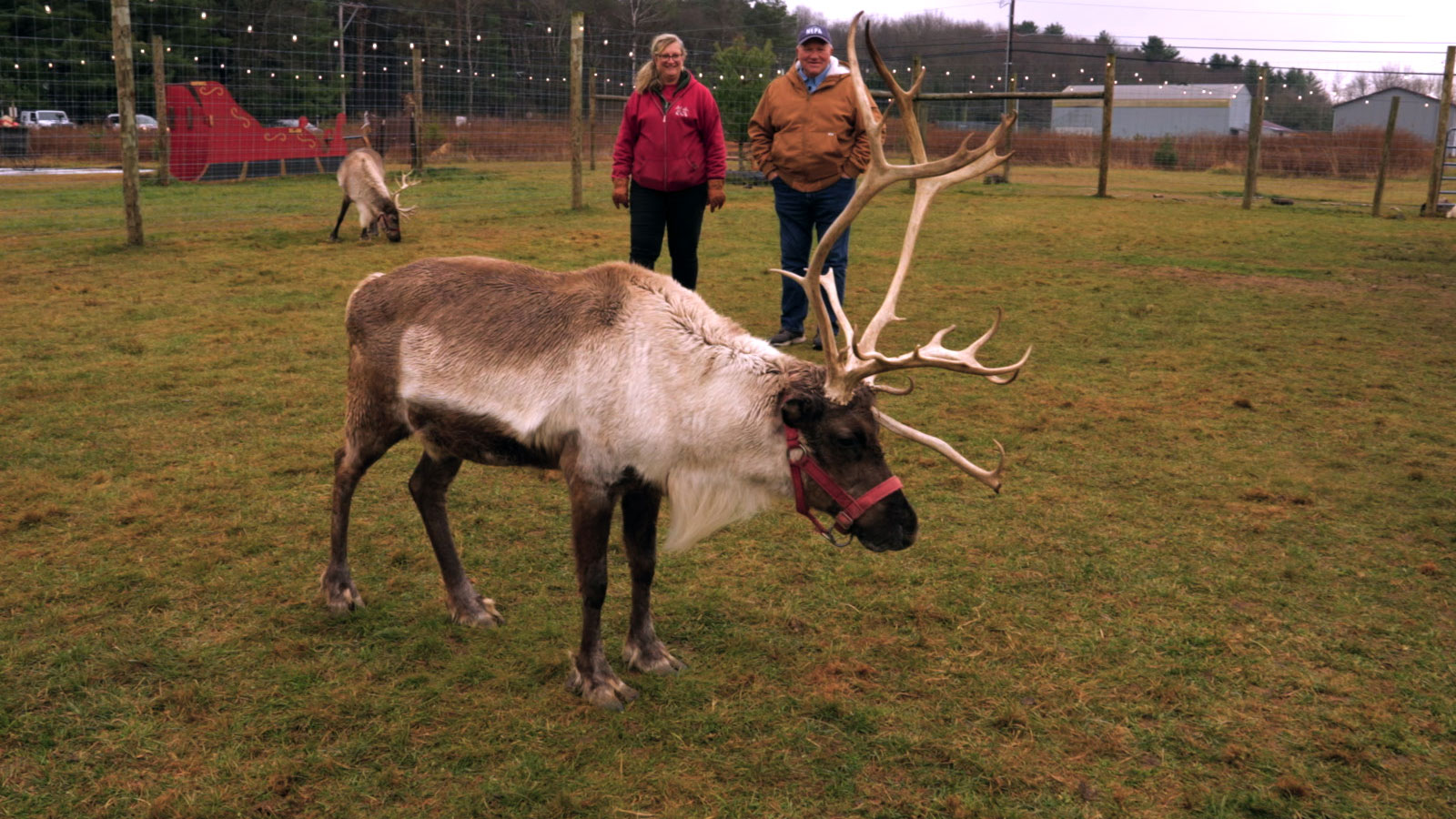 Spruce Ridge Reindeer Image
