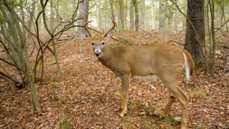 A large buck poses for the camera in the woods.