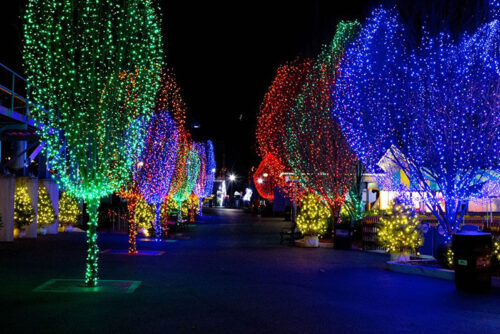 Rows of lit up trees at Hersheypark Christmas Candylane in Hershey, PA.