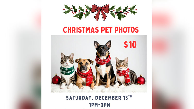 Christmas Pet Photos image