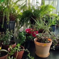 Community Seed and Plant Exchange image