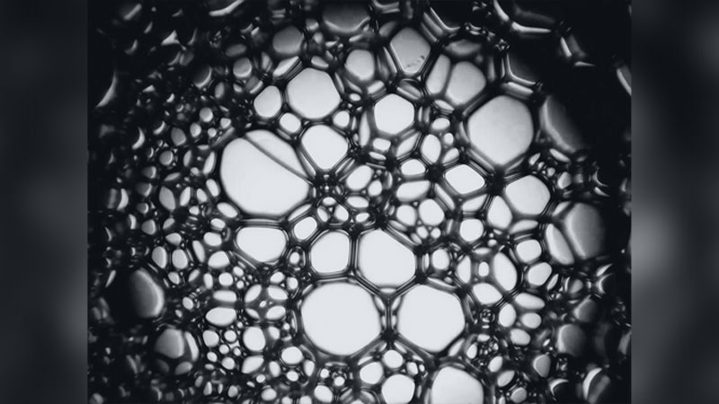 Joe Pecora and Carl Frankel: Introduction to Microphotography image