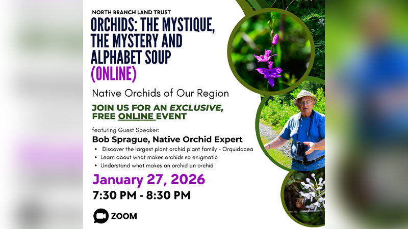 Orchids: The Mystique, Mystery, and Alphabet Soup image