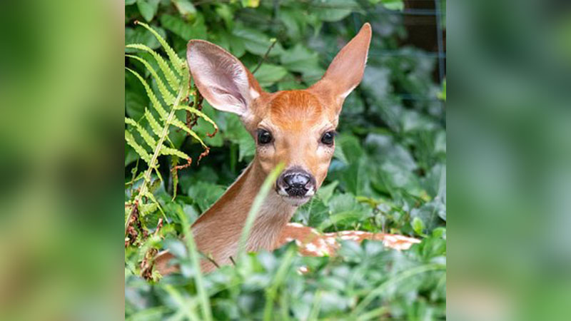 Pocono Wildlife image