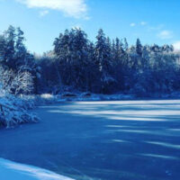 Winter Animal Adaptations image