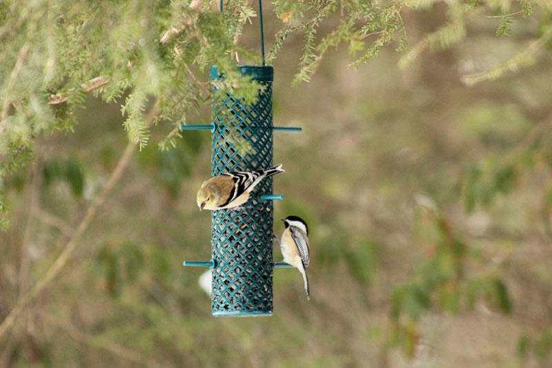 American Goldfinches stop for a bite at a local bird feeder in Northeastern Pennsylvania.