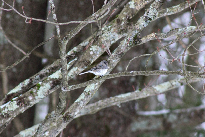 A dark eyed junco blends into the tree branches around it in Northeastern Pennsylvania.