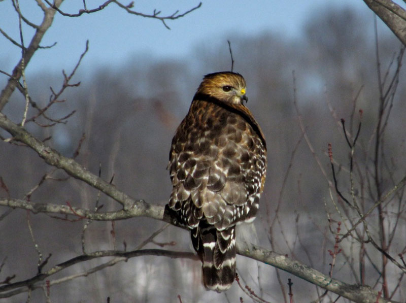 A red shouldered hawk rests on a tree branch during the winter in Northeastern Pennsylvania.