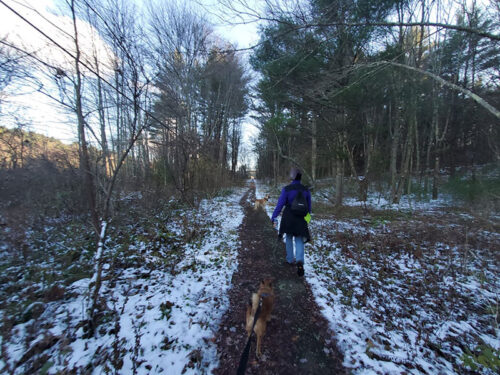 A person walks with their dogs on a wooded path with light snow coverage at Frances Slocum State Park in Wyoming, PA, on a crisp winter day.