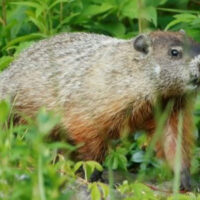 Groundhog Day: Fact & Fiction image