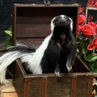 Valentine’s Photos with Binx image