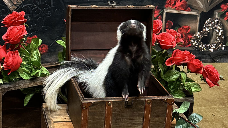 Valentine’s Photos with Binx image