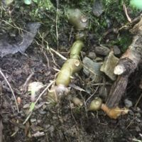 Winter Medicinal Teas image