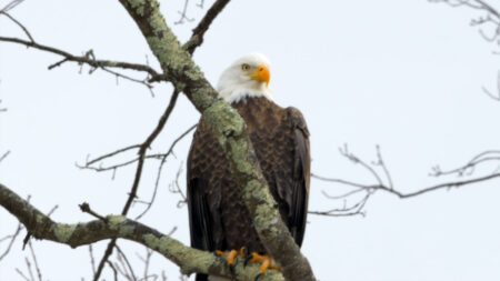 Eagle Watching with Delaware Highlands Conservancy image