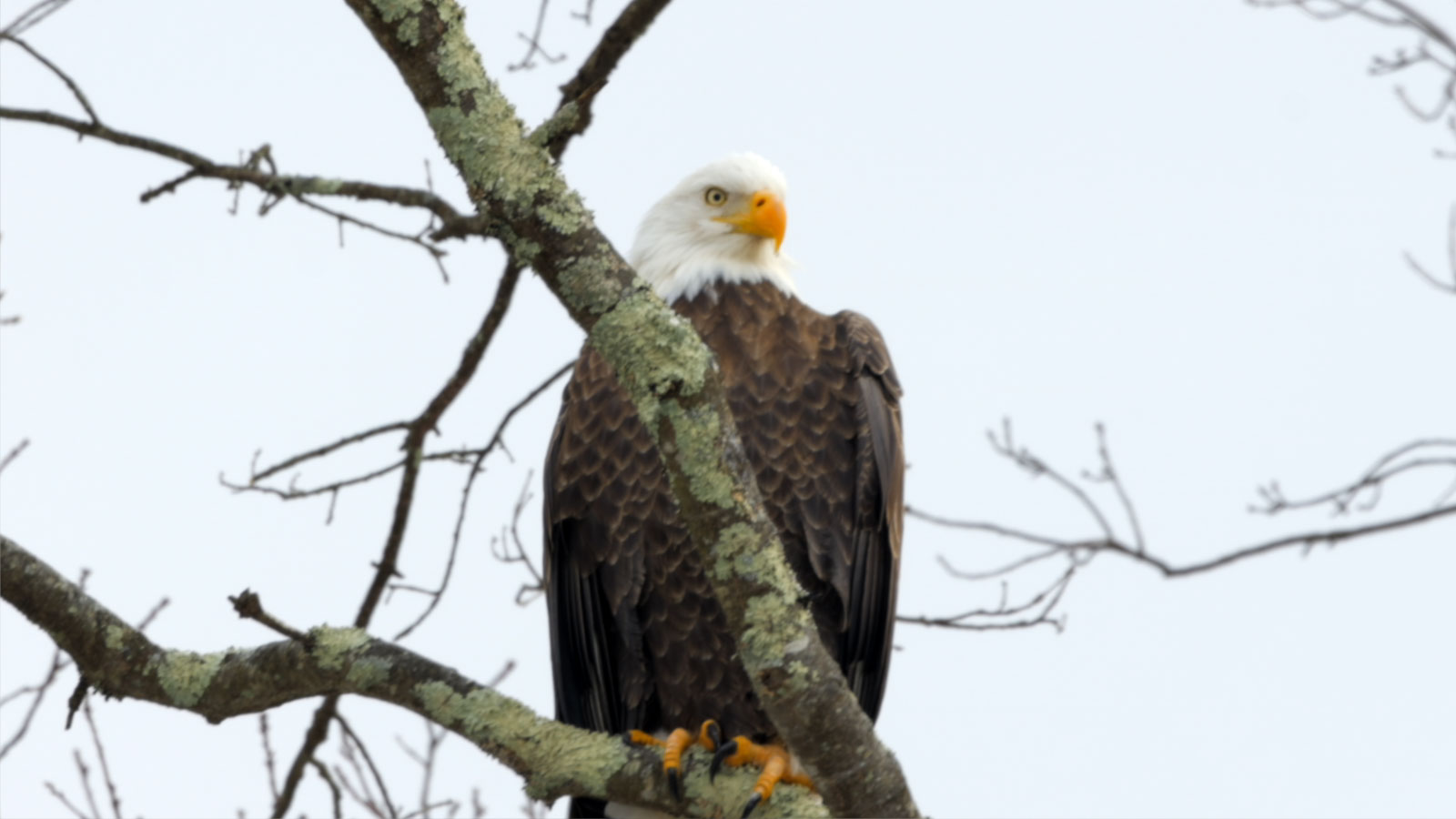 Eagle Watching with Delaware Highlands Conservancy Image