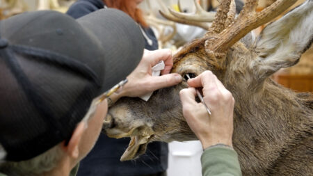 East Coast Institute of Taxidermy image