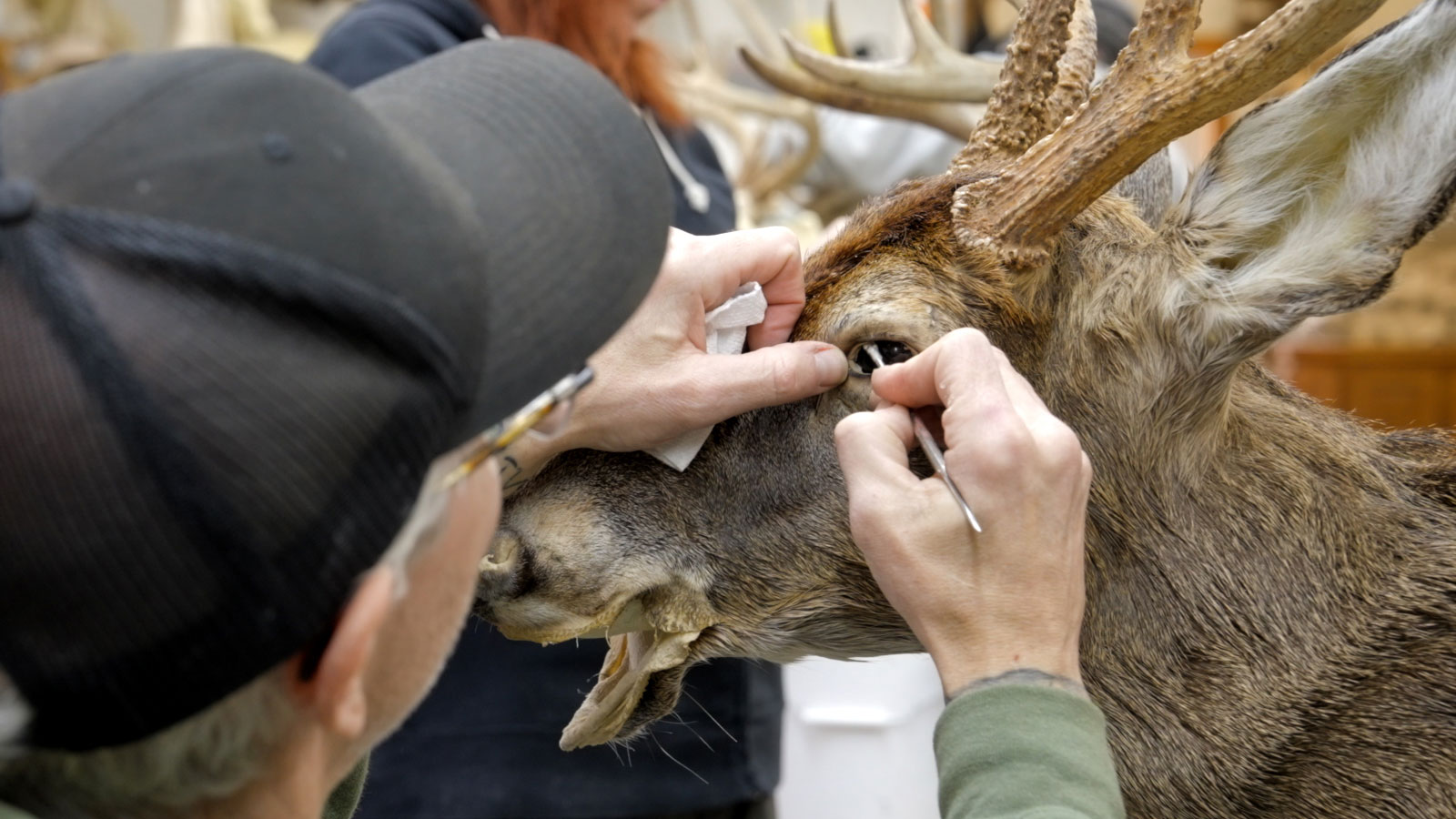 East Coast Institute of Taxidermy Image