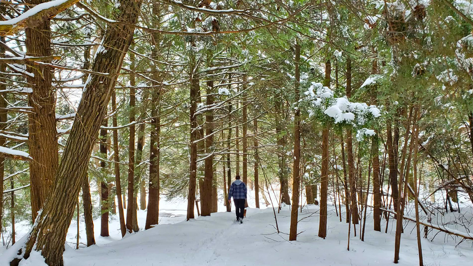 A hiker walks through a snow-covered forest trail lined with evergreen trees at Bear Creek Preserve during a peaceful winter hike.