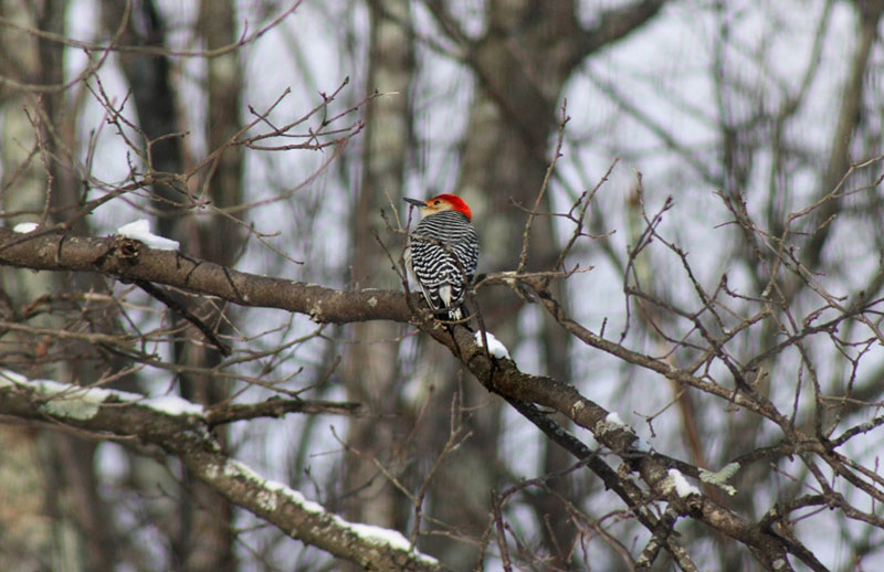 A red-bellied woodpecker rests on a branch in the winter in Northeastern Pennsylvania.