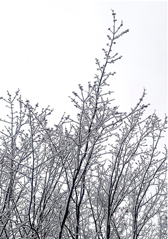 A wintry scene on one of NEPA's forests.