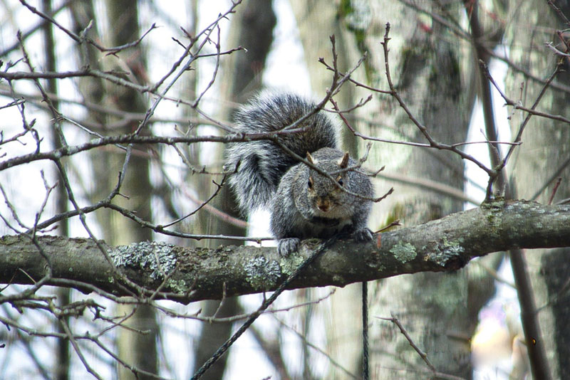 A gray squirrel pauses on a tree branch in the snowy forest.
