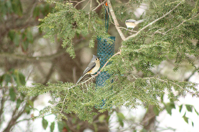 A Tufted Titmouse sings from an evergreen branch in a snowy forest.