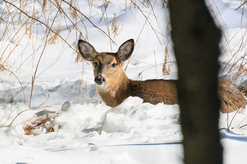 A white-tailed deer beds down in the snow in Dallas, PA.