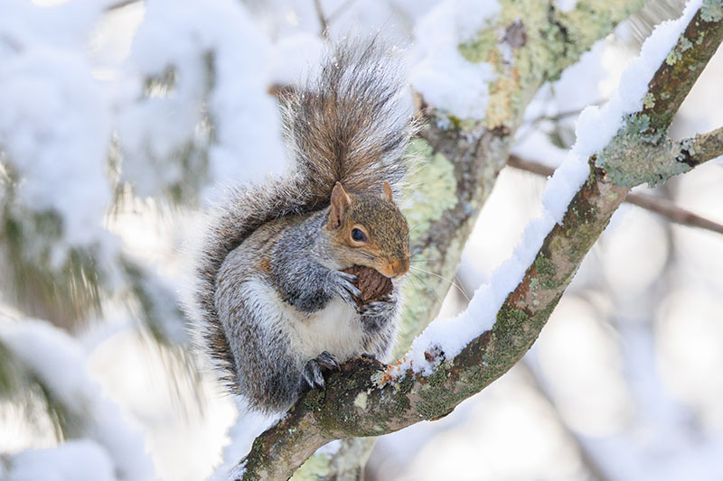 A Gray Squirrel enjoys a nut while sitting on a snowy branch in West Wyoming, PA.
