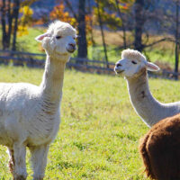 Autumn Equinox image