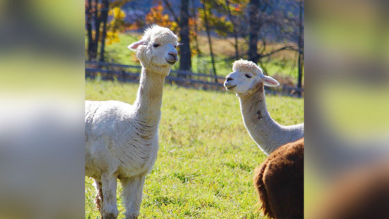 Autumn Equinox image