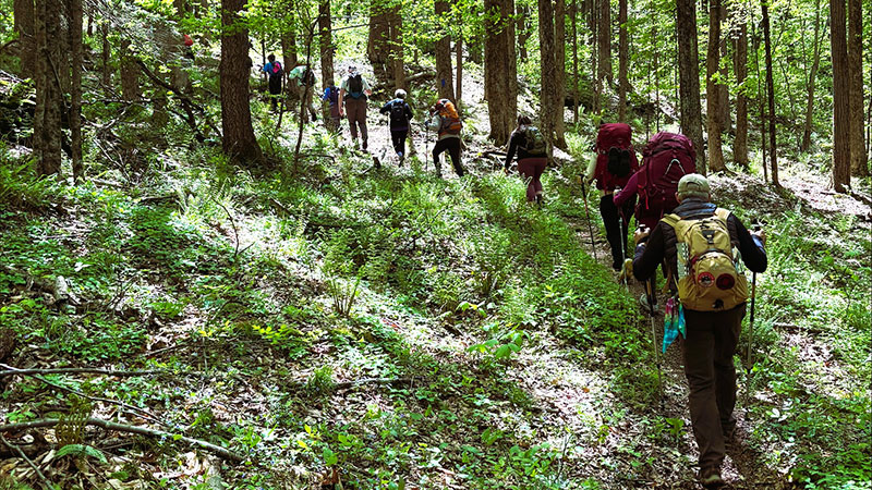 EMHR’s International Forest Day Hike image
