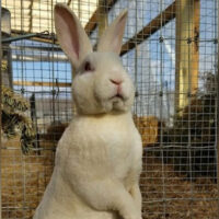 Grover’s Bunny Games image