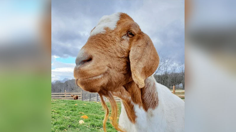 Nurture & Nourish: Super Seniors image