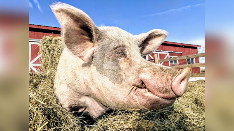 Nurture & Nourish: Pig Pampering image