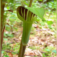 Signs of Spring Hike image