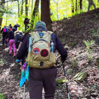 Small Business Support Hikes: Salt Springs Park image