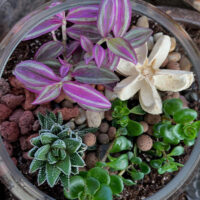 Terrarium Workshop image