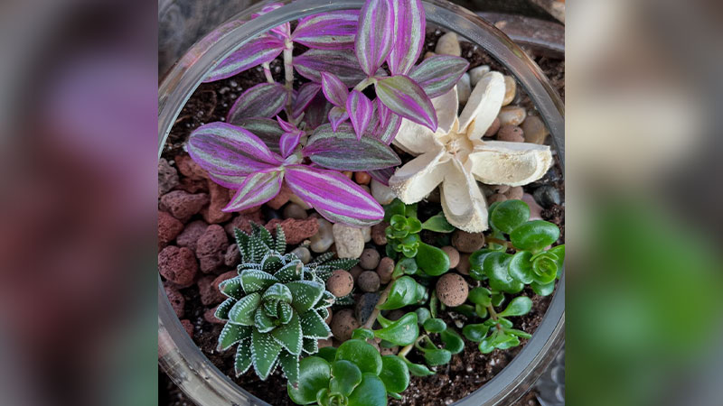 Terrarium Workshop image