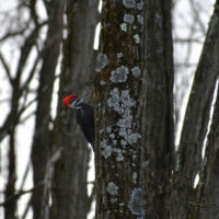 Winter Bird Walk image