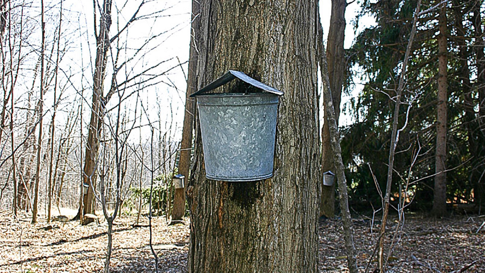 February in Northeastern Pennsylvania: A Quiet Landscape, Loud with Love image