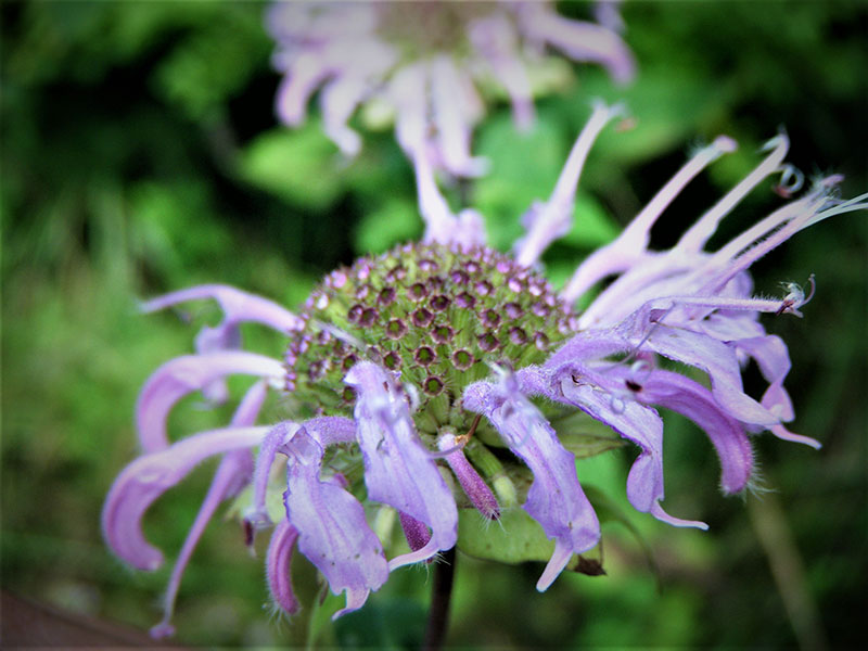 School of Plant and Place Connection image