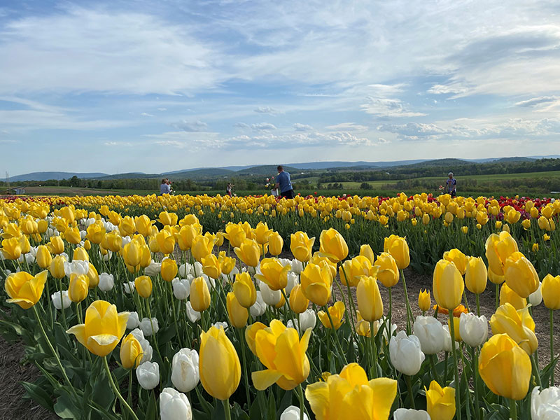 Yellow and white tulips at Brown Hill Farms in Tunkhannock, PA.