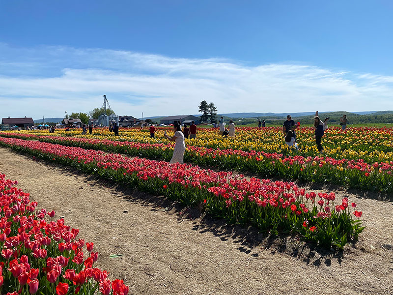 Visitors stroll among rows of colorful tulips at Brown Hill Farms in Tunkhannock, PA.