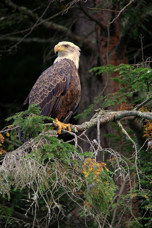 A bald eagle rests on a pine branch in the forest.