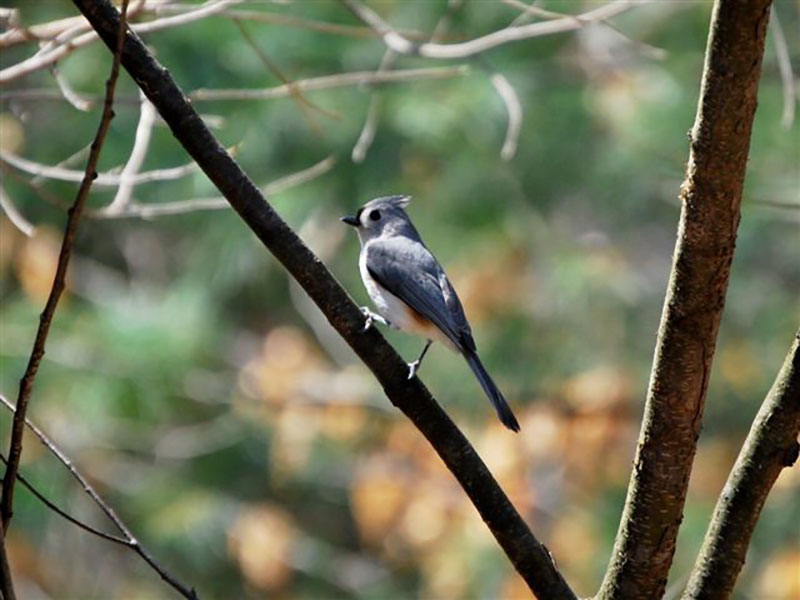 A bird perched on a branch in the forest.