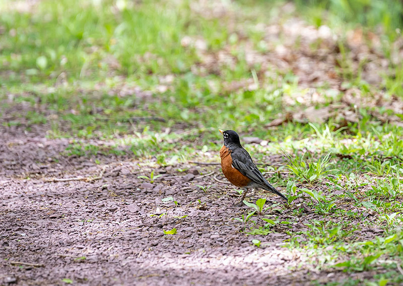 A robin searches the forest floor for food at the Butler Preserve in Hazle Twp., PA.