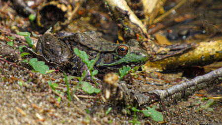 A green frog emerges from winter sleep to explore the forest floor.