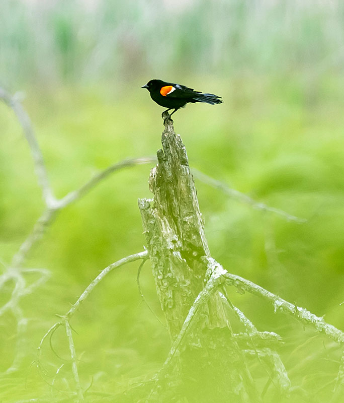 A red-winged blackbird rests on a tree stump at Hanover Crossing Marsh in Hanover Twp., PA.